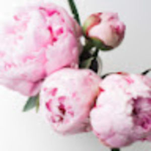 Meet your Posher, Josephine